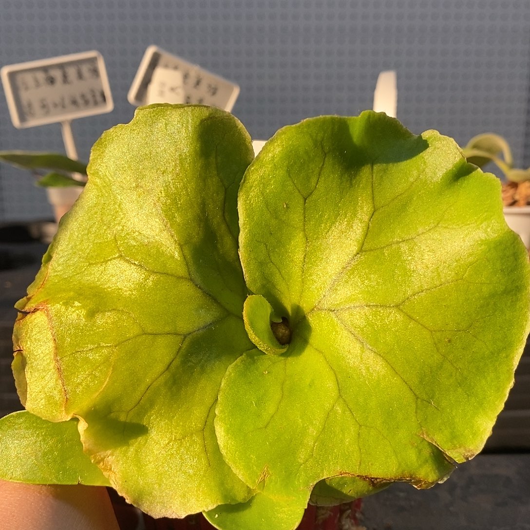 无花朵亚皇鹿角蕨