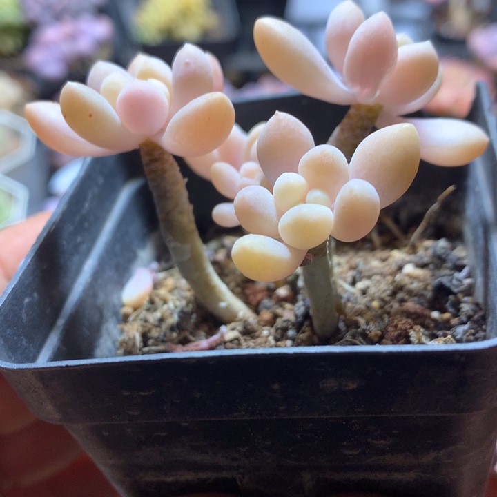 达芙妮多肉一物一拍