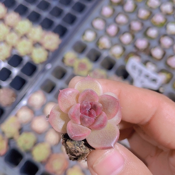 非沛玫瑰【满10颗包邮】