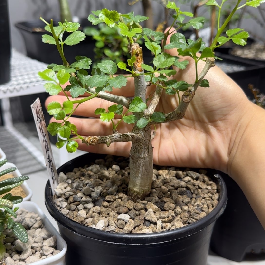 骷***e好望角没药实生带盆