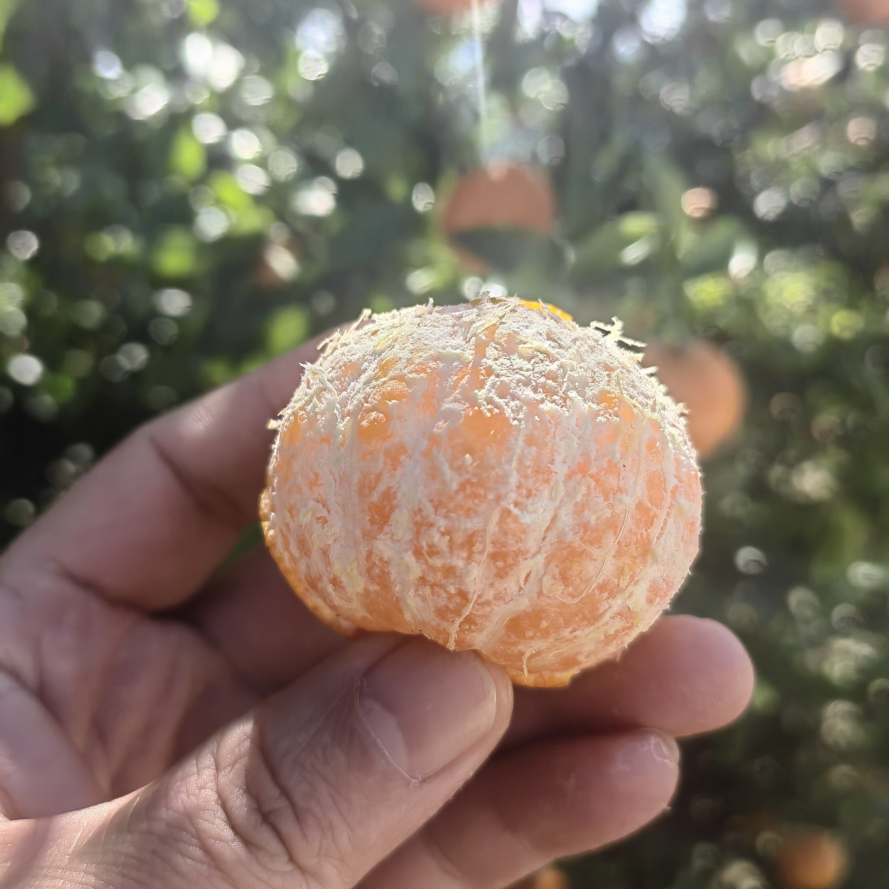 广西砂糖桔现摘现发 正宗产地直供皮薄无籽爆甜多汁新鲜柑橘水果