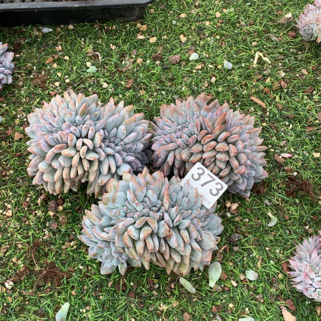 S***n373橙子缀化多肉植物组合