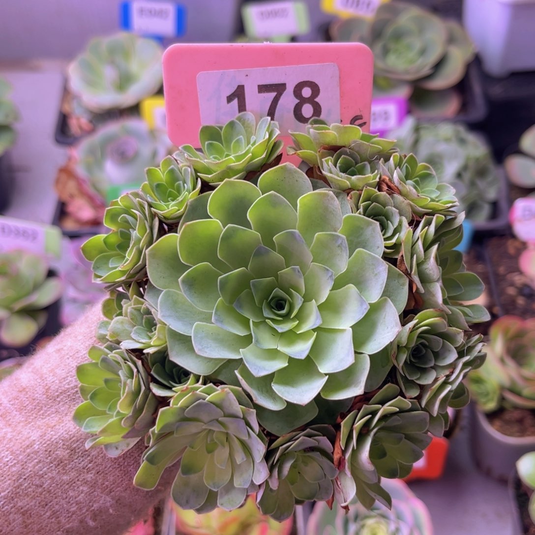 新人福利玫瑰捧花178