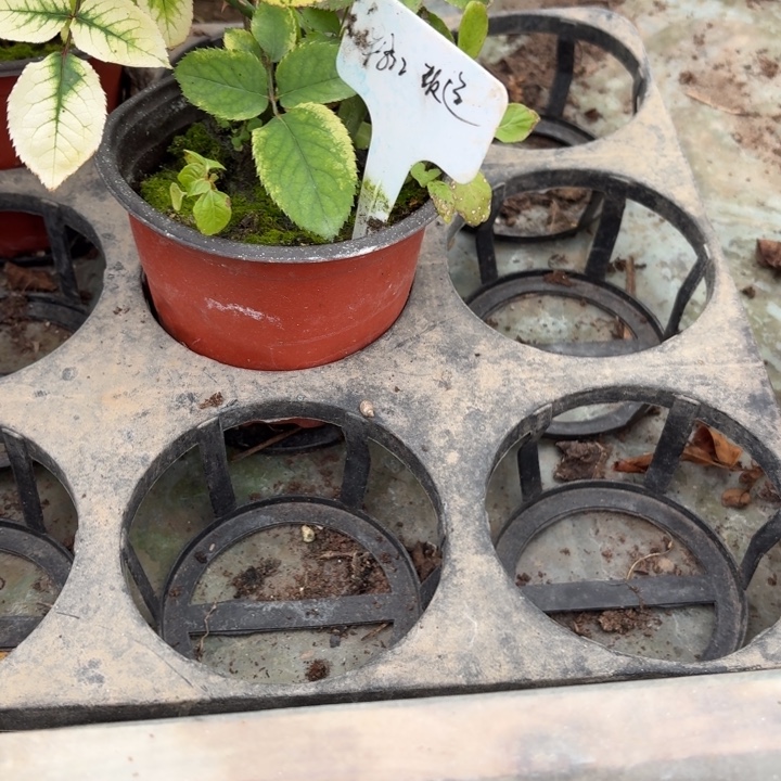 无花朵魔法根接小苗