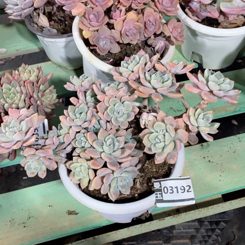 【闪购商品】克洛伊03192