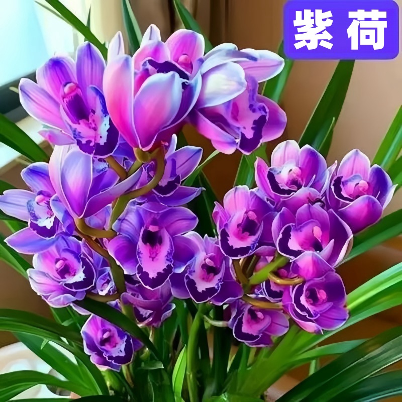 【紫荷】铭品建兰花苗浓香型四季兰室内盆栽绿植春兰紫花苞大花蕙兰