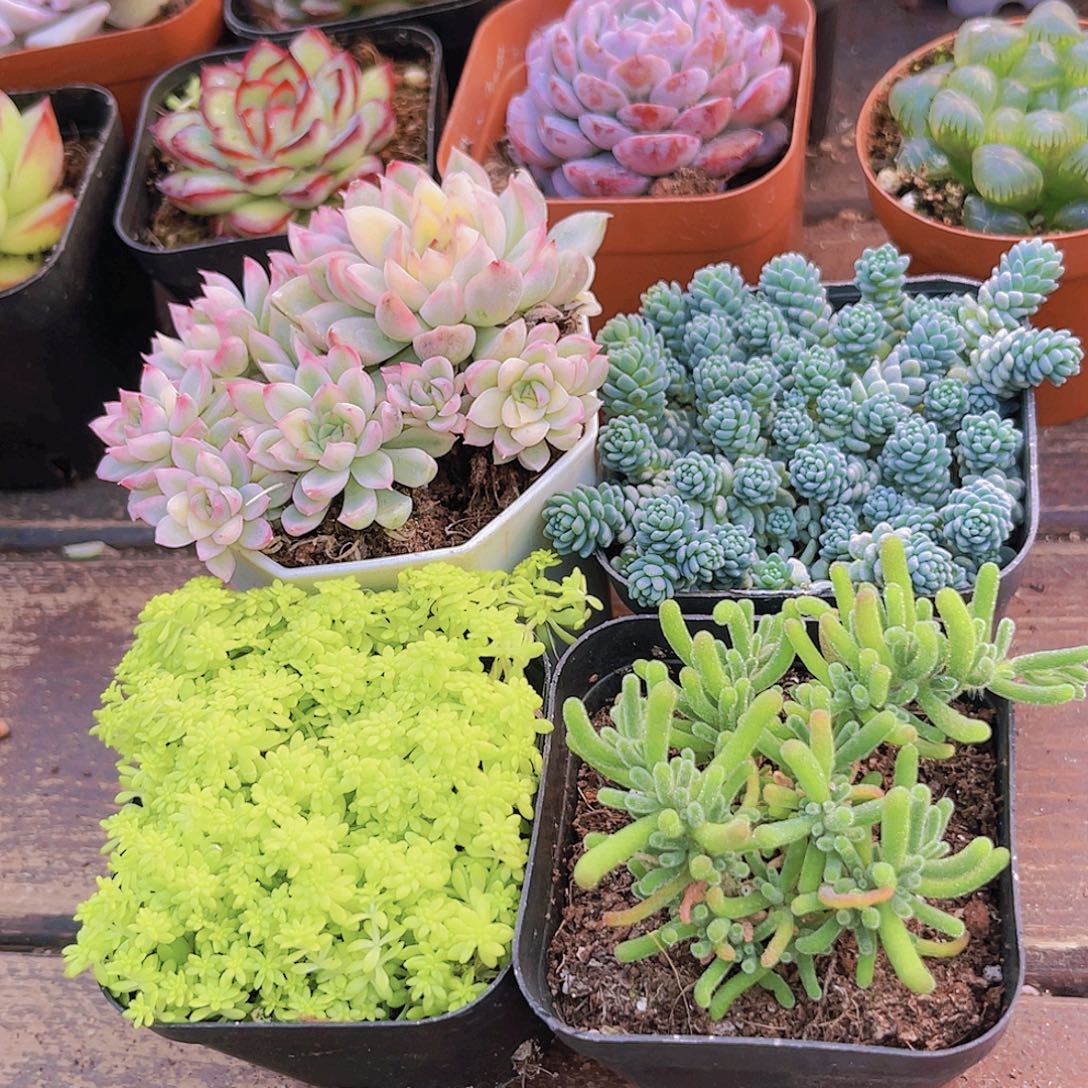 女雏锦➕星美人➕黄金草➕荧光兔枝干