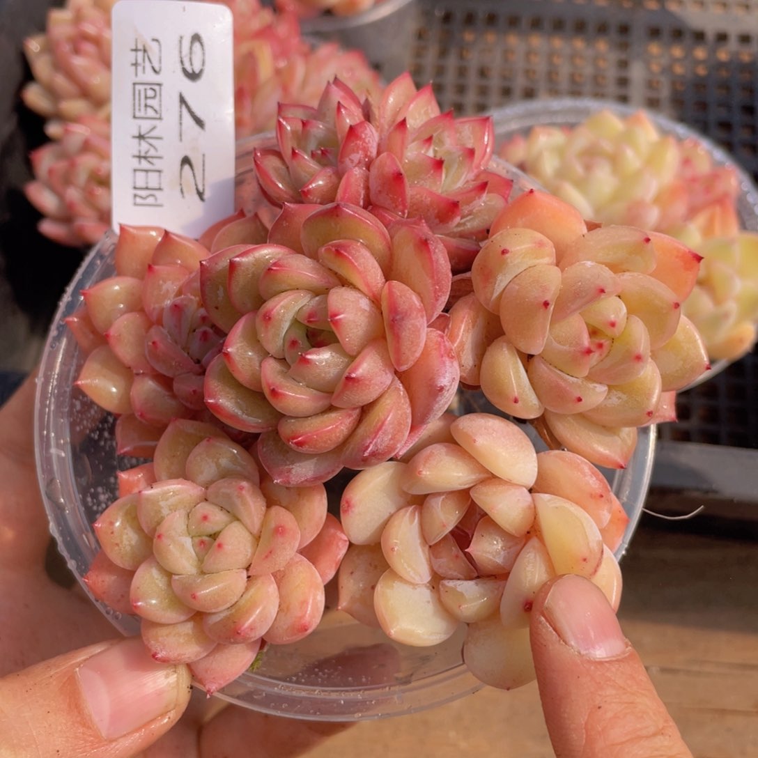 多肉植物多肉植物276