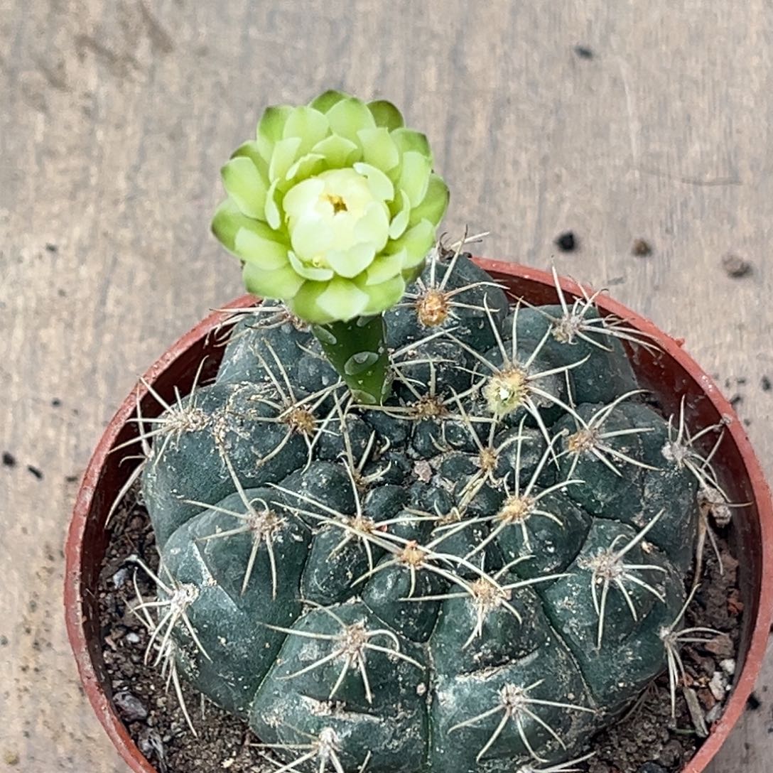小***节实生绯花玉仙人球1