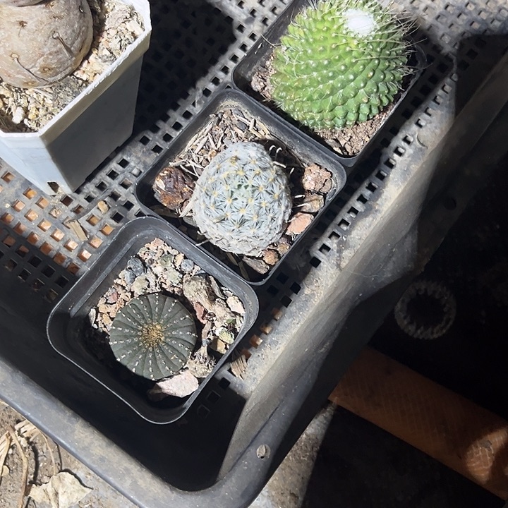 陈****定向陈大花3颗球球