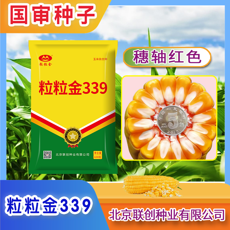 国审粒粒金339玉米种子正品抗倒抗旱高产稳产活秆熟农科院苞米种