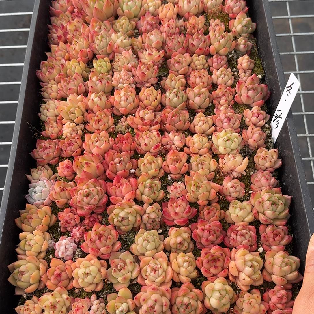 阿*杂交新品珍妮多肉295