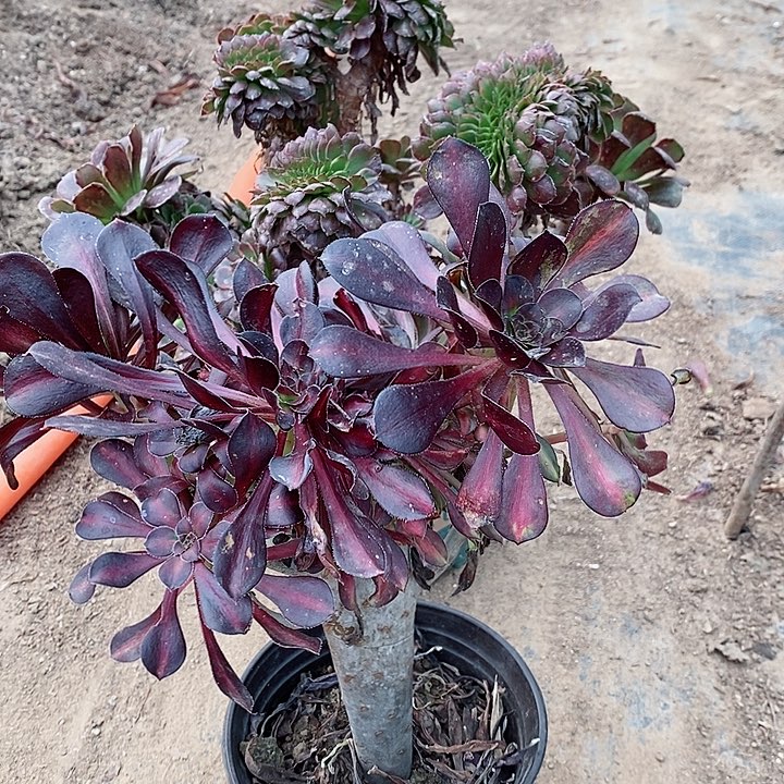 两个品种52块钱美女姐姐拍