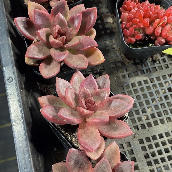 丰沛玫瑰带盆土发