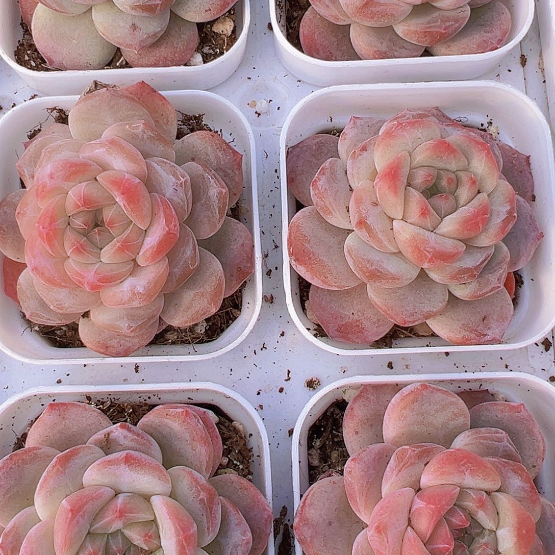 状态黛玉冰魄19包邮