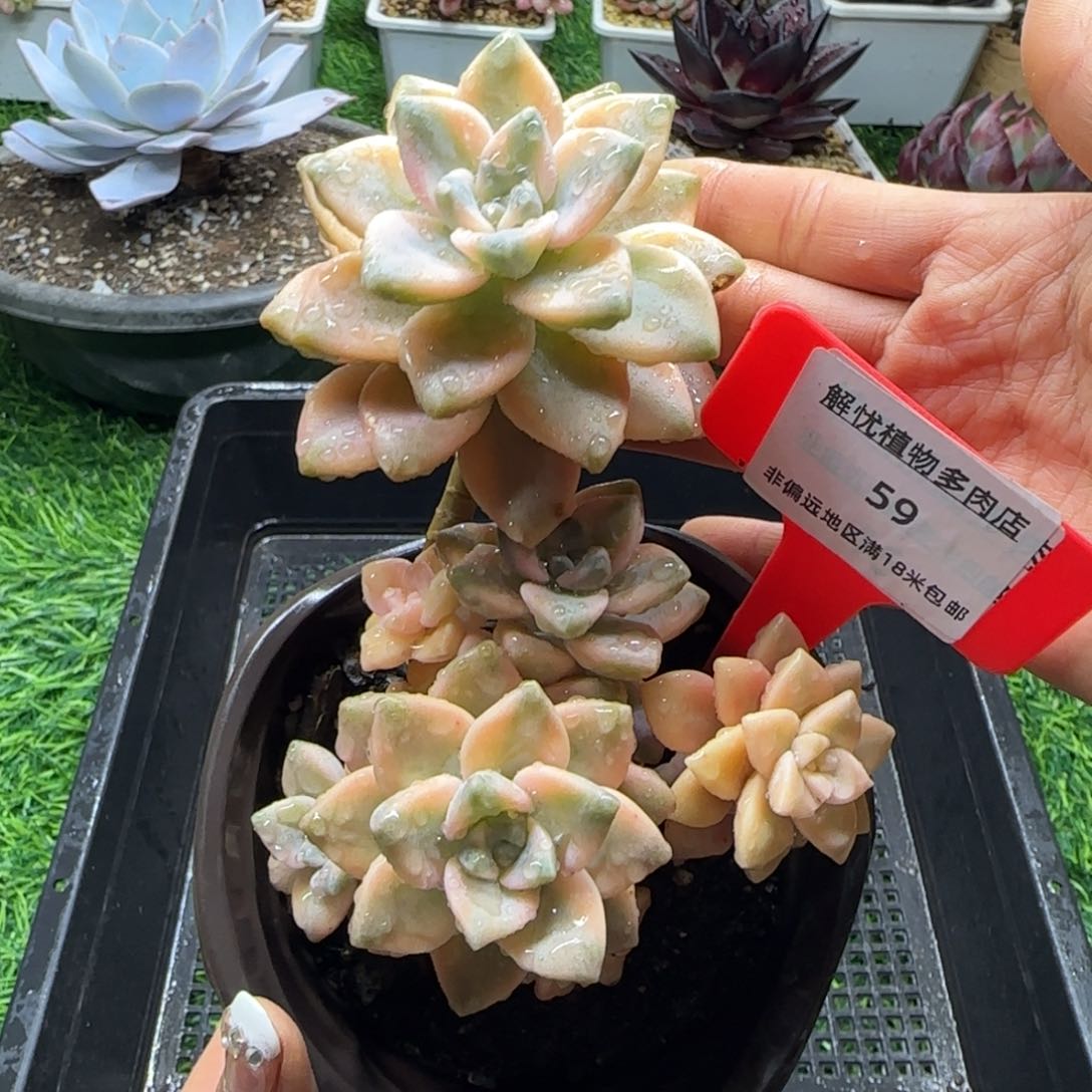 解忧植物多肉编号59