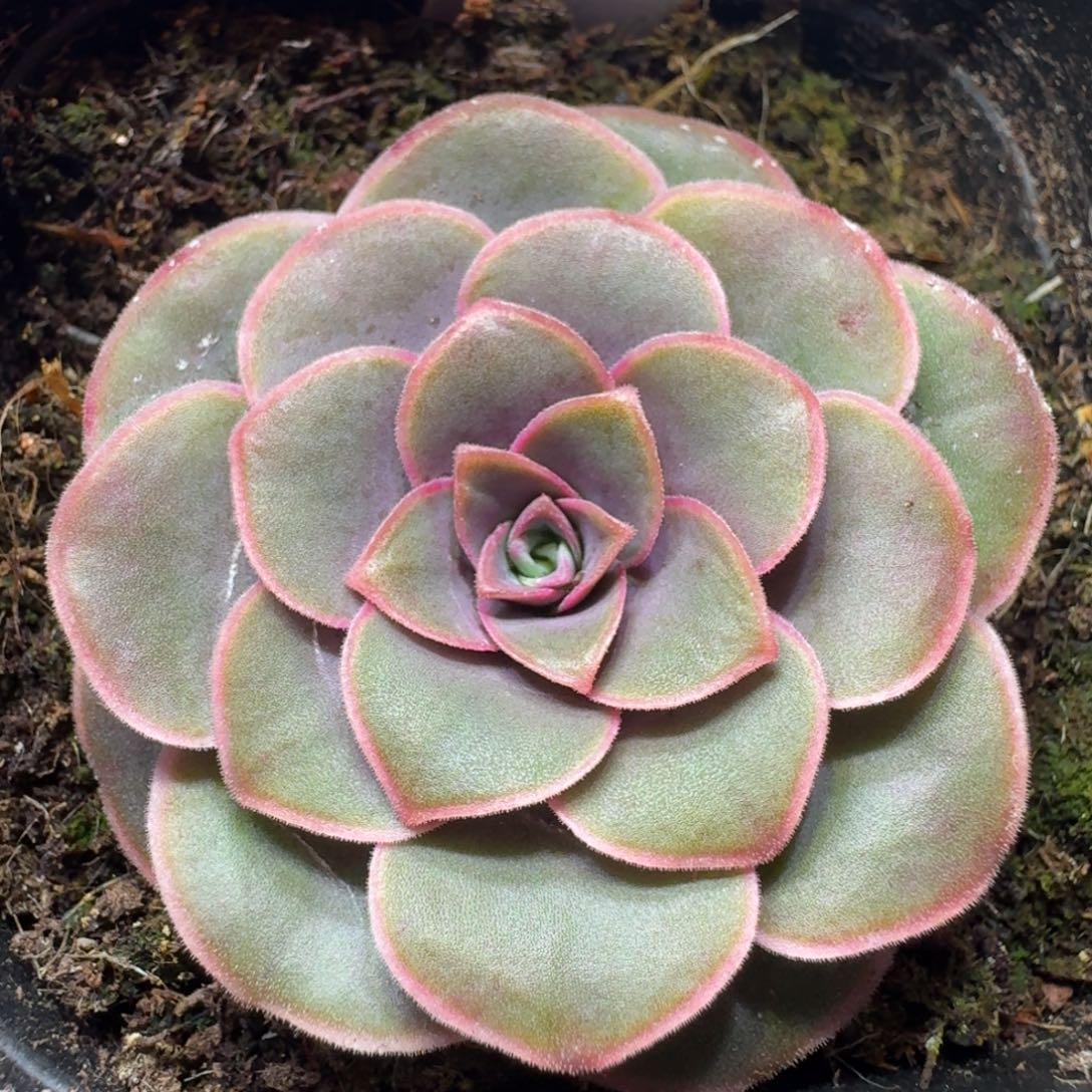 楹楹-034-冠幅 4CM
