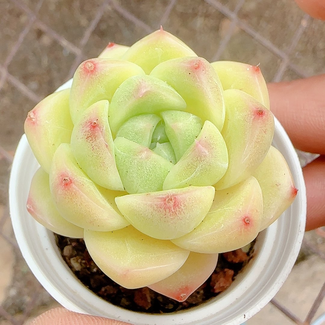 派***星【闪购商品】1003-50专拍