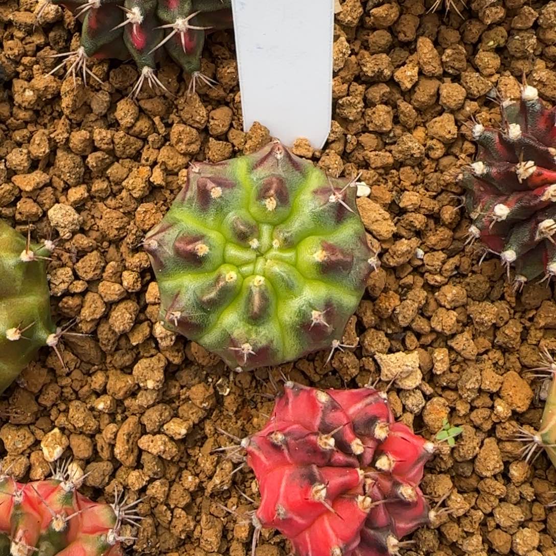 199-0116泰国发货多肉