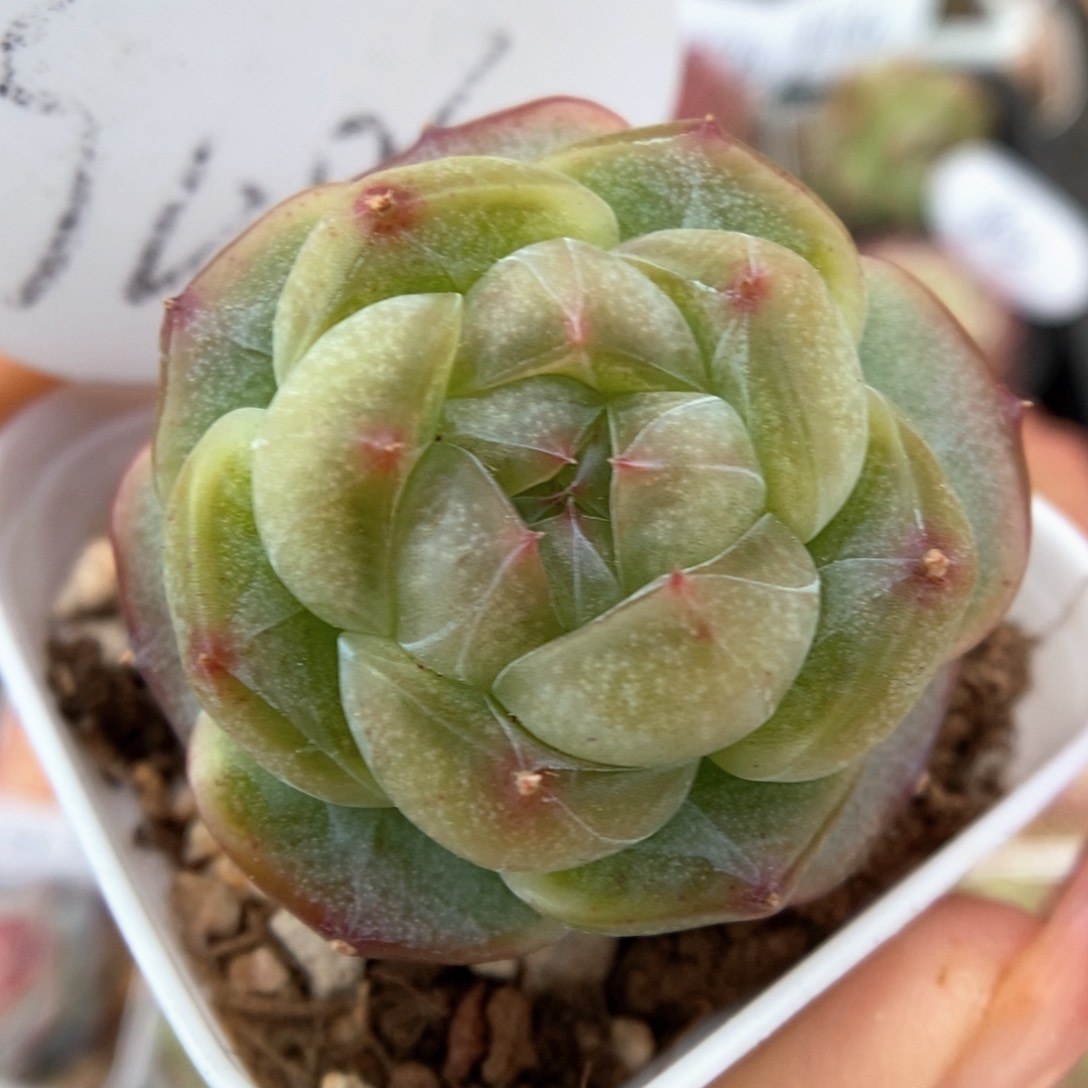 透心珍妮可拍9606号 