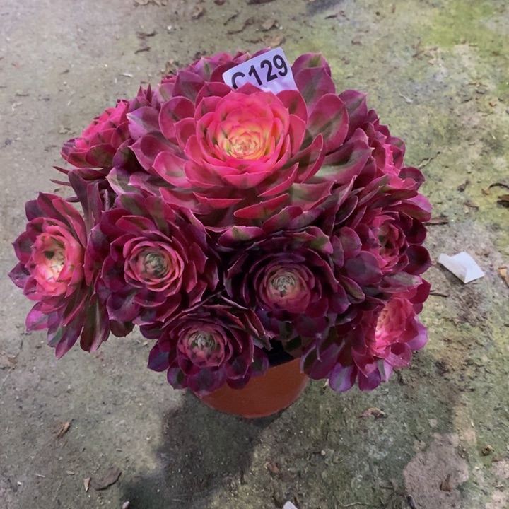 倾城多肉植物129