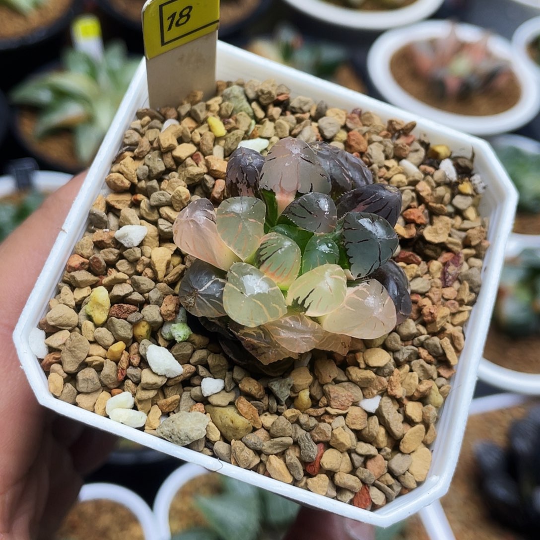 冰灯玉露锦十二卷多肉