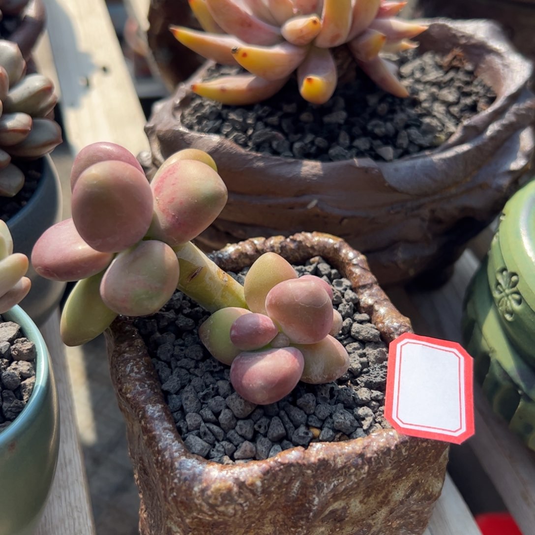 多肉植物多肉植物