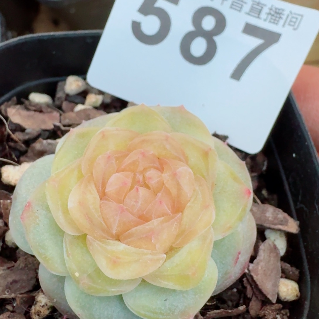 孤品珍妮         精品多肉