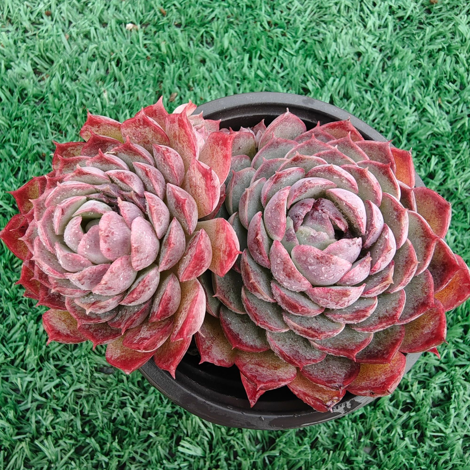 朱砂痣精品多肉裸根上盆