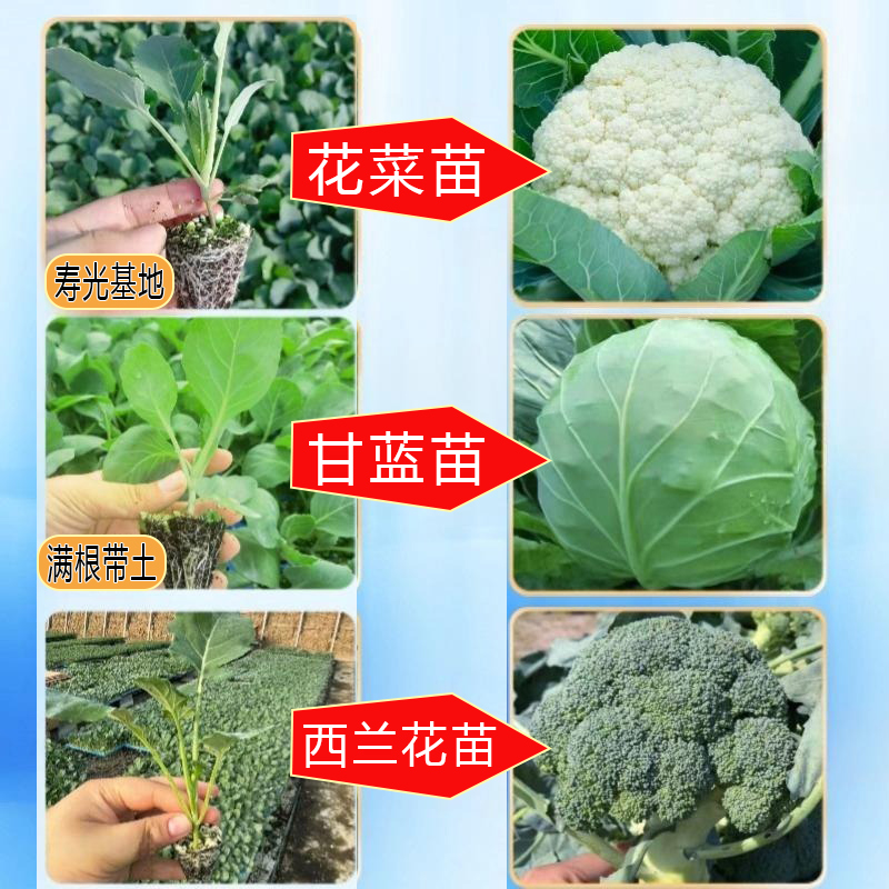寿光花菜秧苗松花菜苗青梗花椰菜耐热抗寒甘蓝苗包菜苗西兰花苗土
