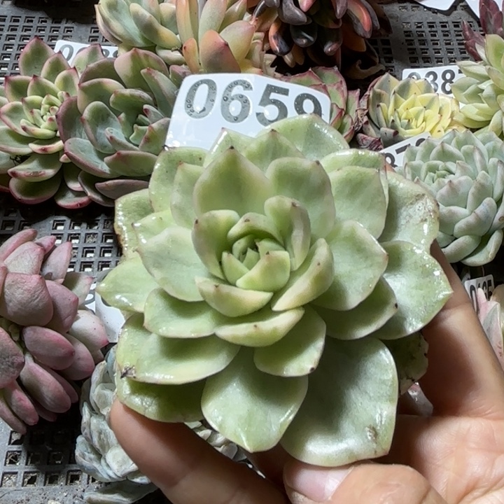 多肉植物18包邮当场凑单