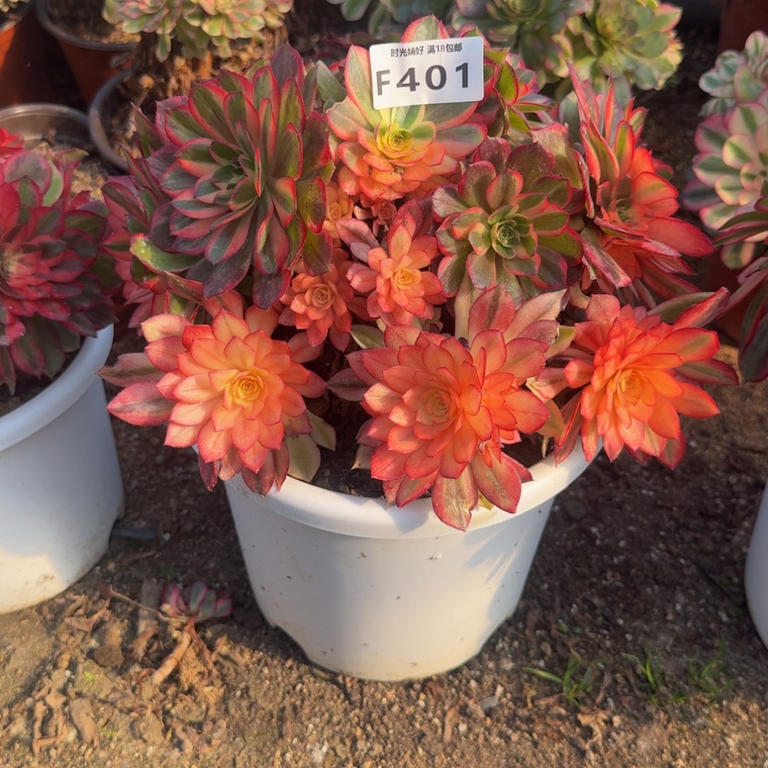 401黑魔锦。多肉植物