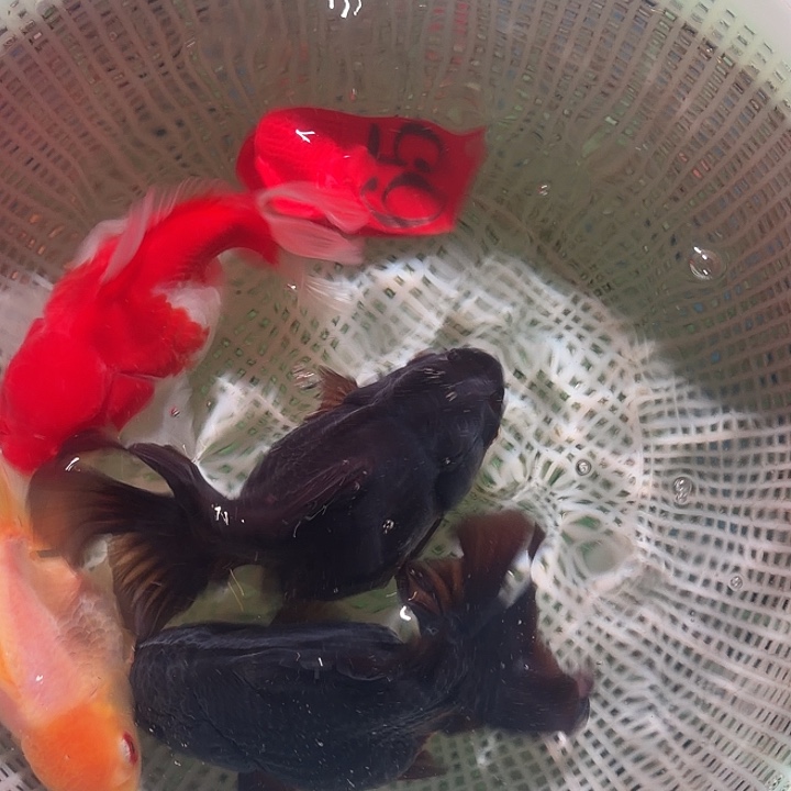 金鱼65号尺寸9-13公分