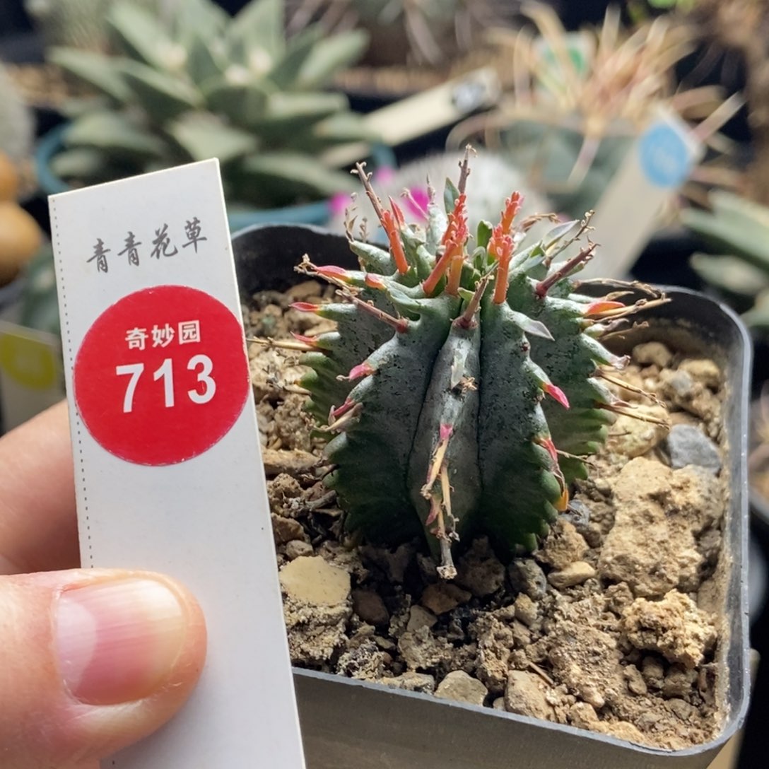 实生强刺白衣魁伟玉3.7cm