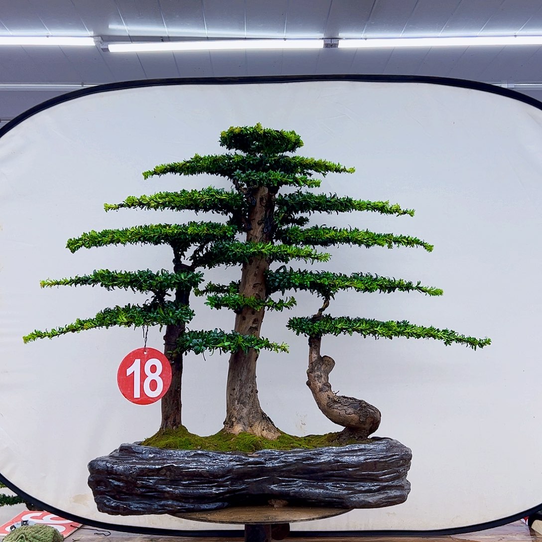无花朵罗汉松盆景造型作品
