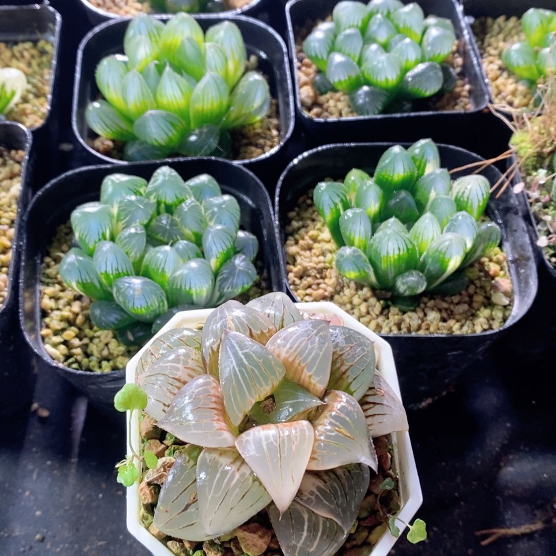 丸叶实生寿锦多肉植物