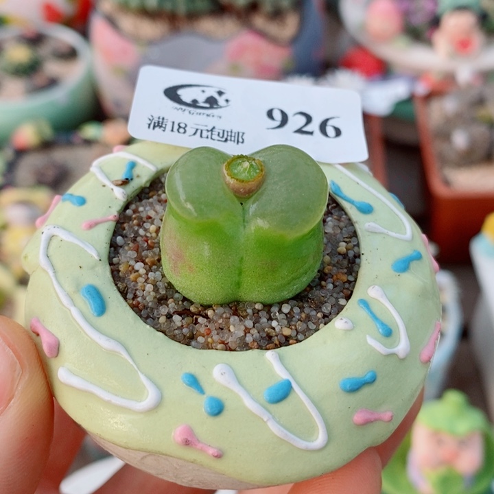 生石花花花花花花926