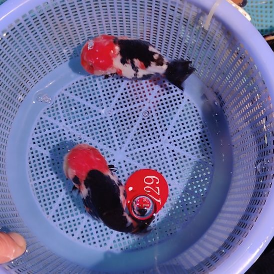 金鱼129兰寿两只特价顺丰包邮