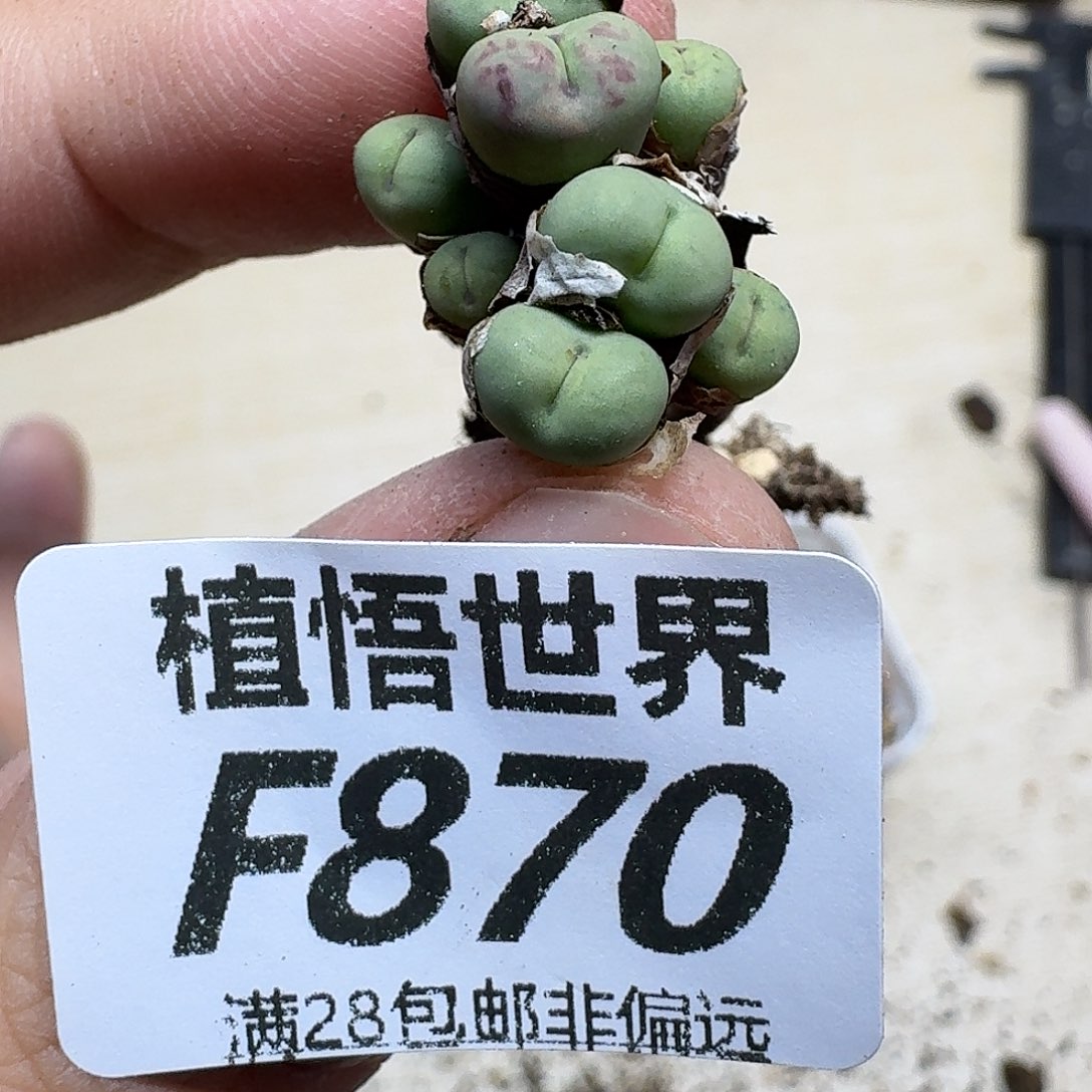 多肉植物的润泽ghjj