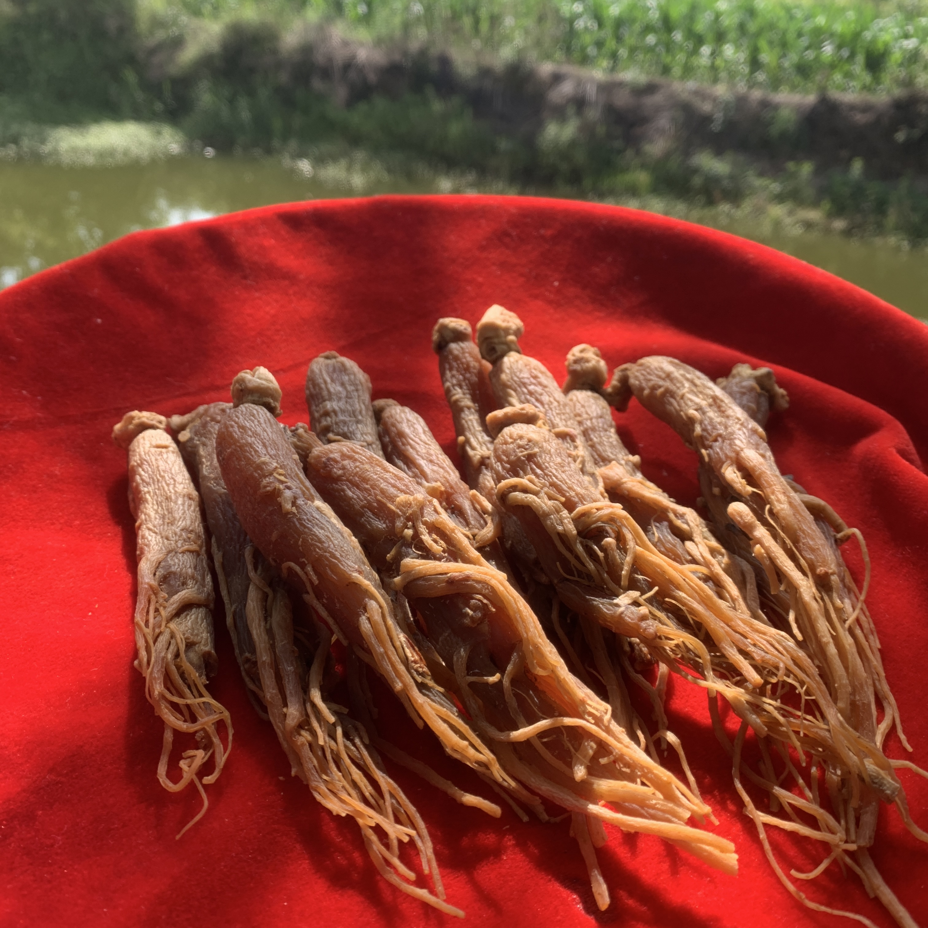 A【百-年-红-参】净含量：100g-1000g【小英现收】