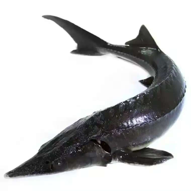 江水养殖鲟龙鱼肉，肉质细嫩无刺软骨，顺丰包邮