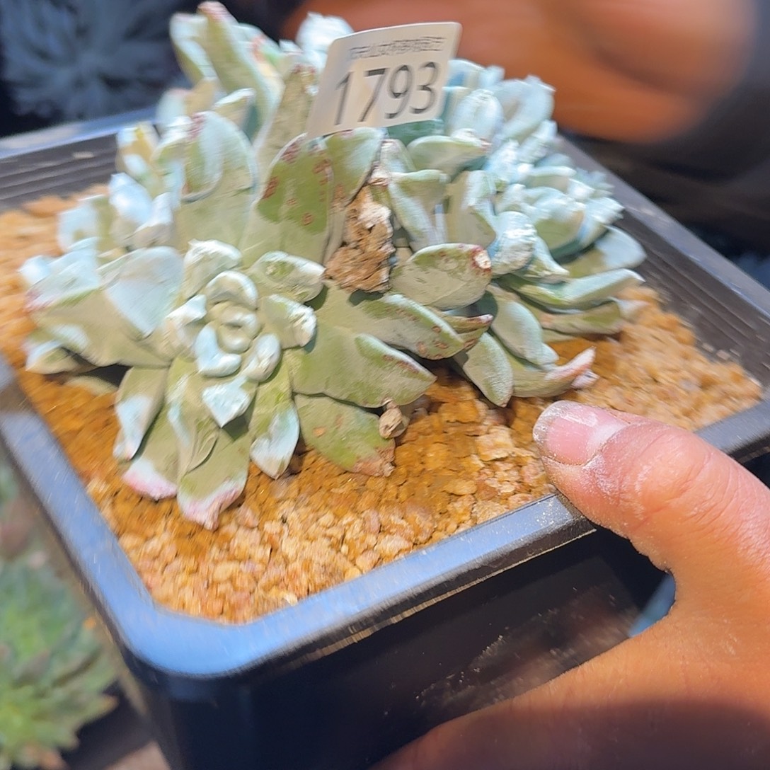 3代杂交仙女杯多肉瑕疵