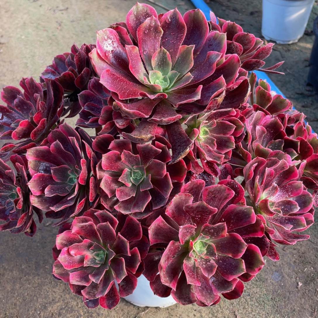 182凤冠精品法师老桩