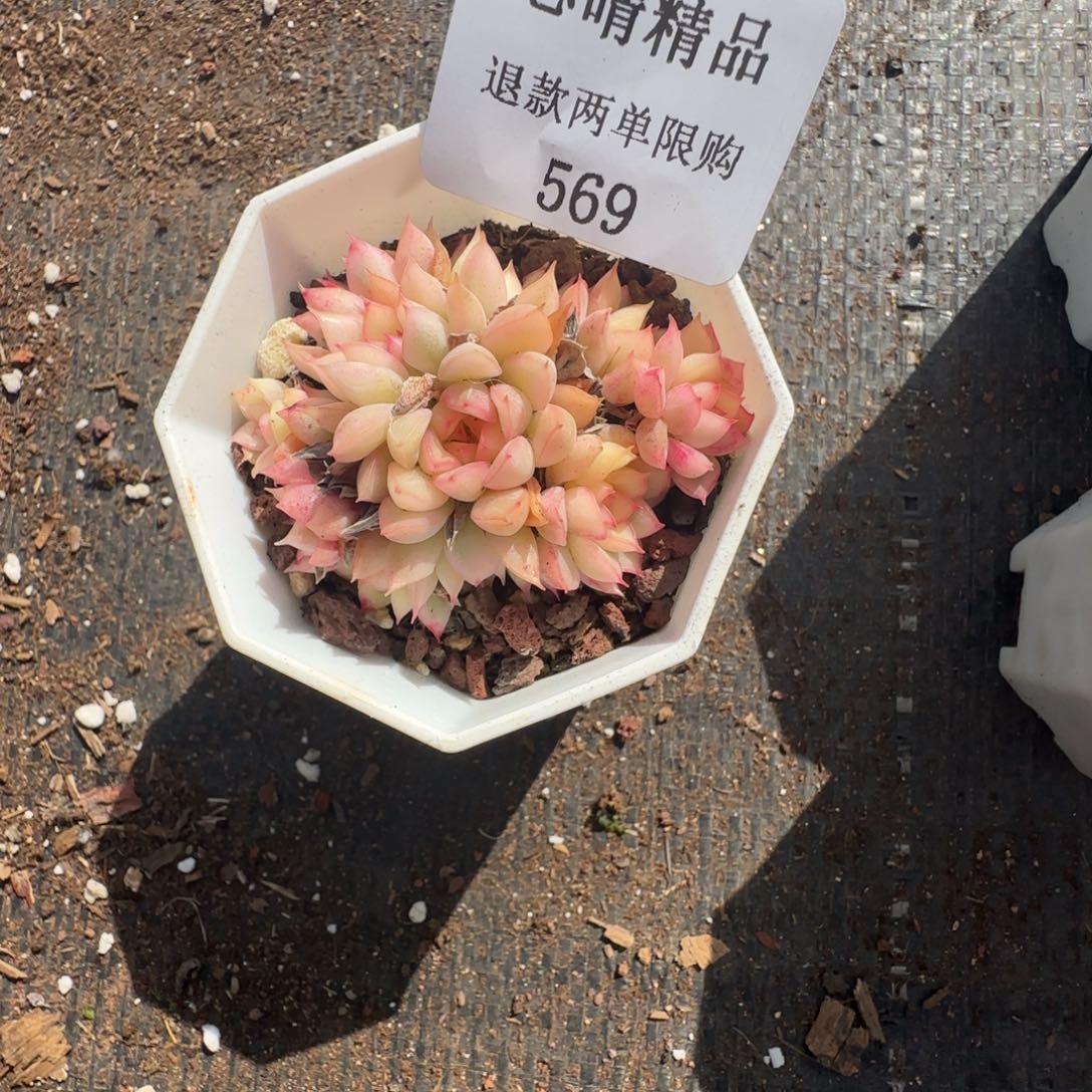 S****.闪购精品多肉569号