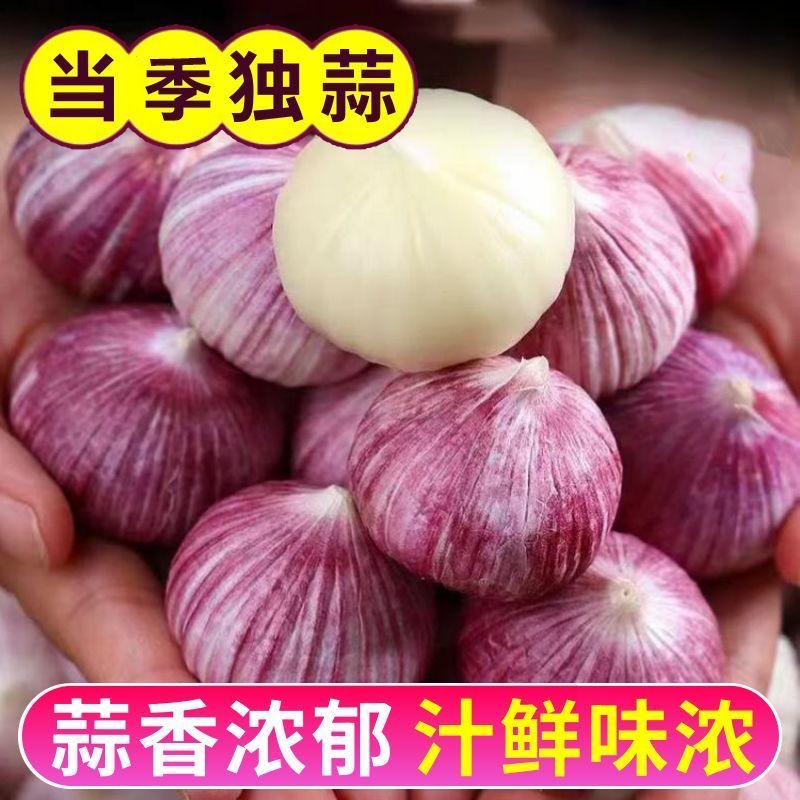 【新鲜】正宗独头大蒜 紫皮大蒜头 新鲜现挖可做糖醋蒜辣八蒜