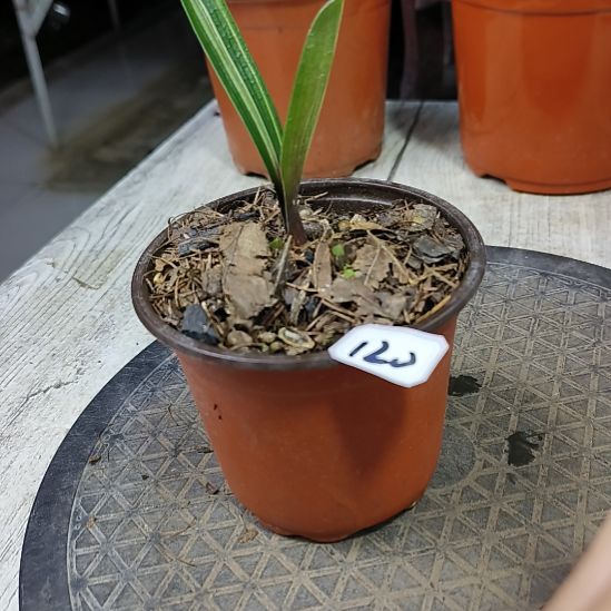 完全开放君子兰默认寄养120