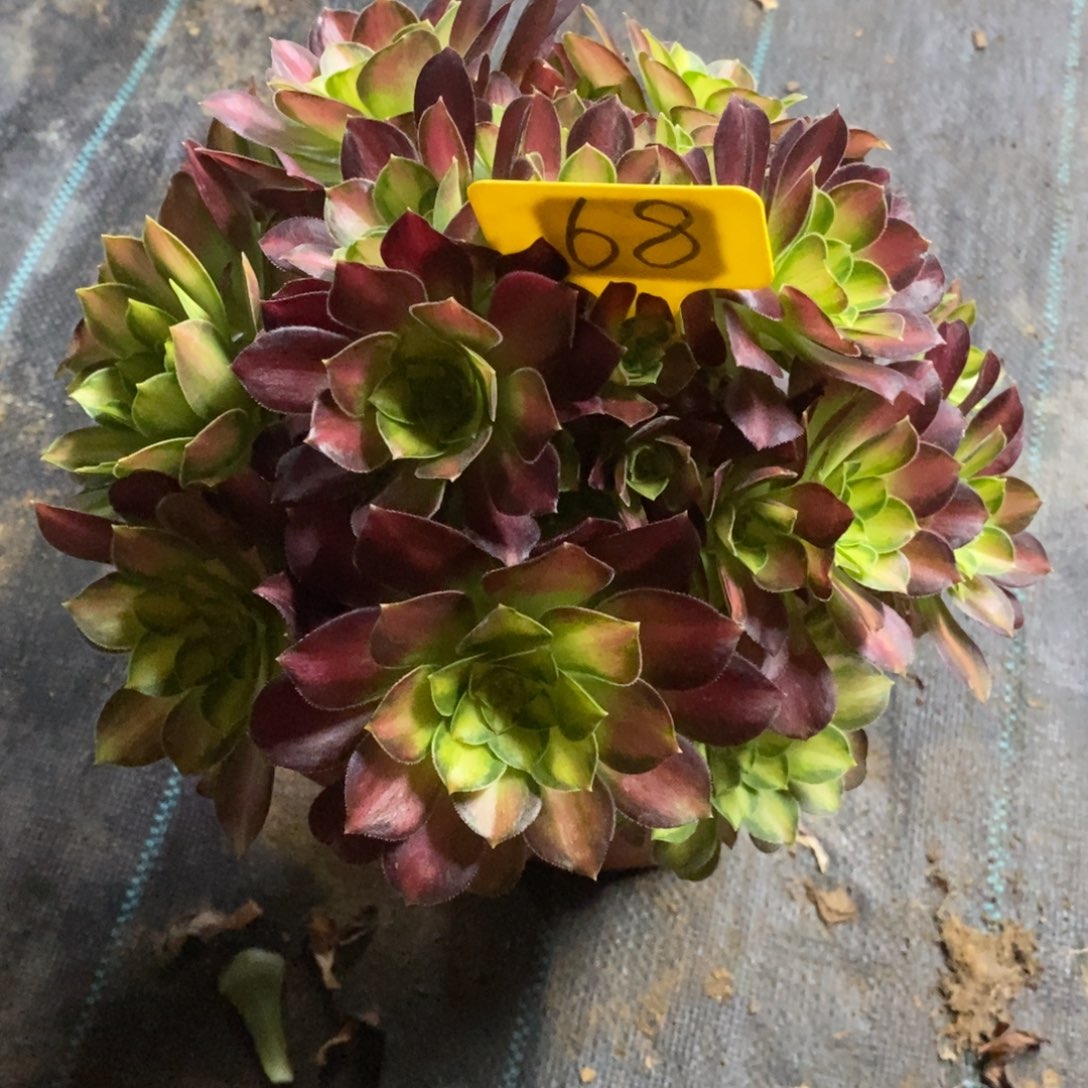 68韶华一物一拍的话