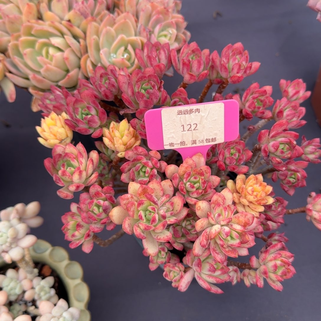 122叮当锦肉肉肉肉肉肉肉肉