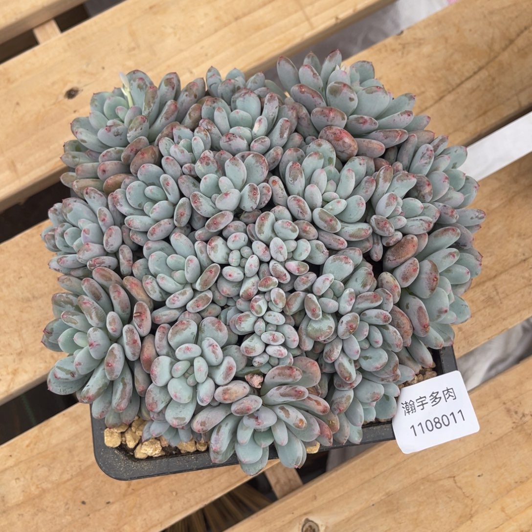 香香雪多肉植物11号