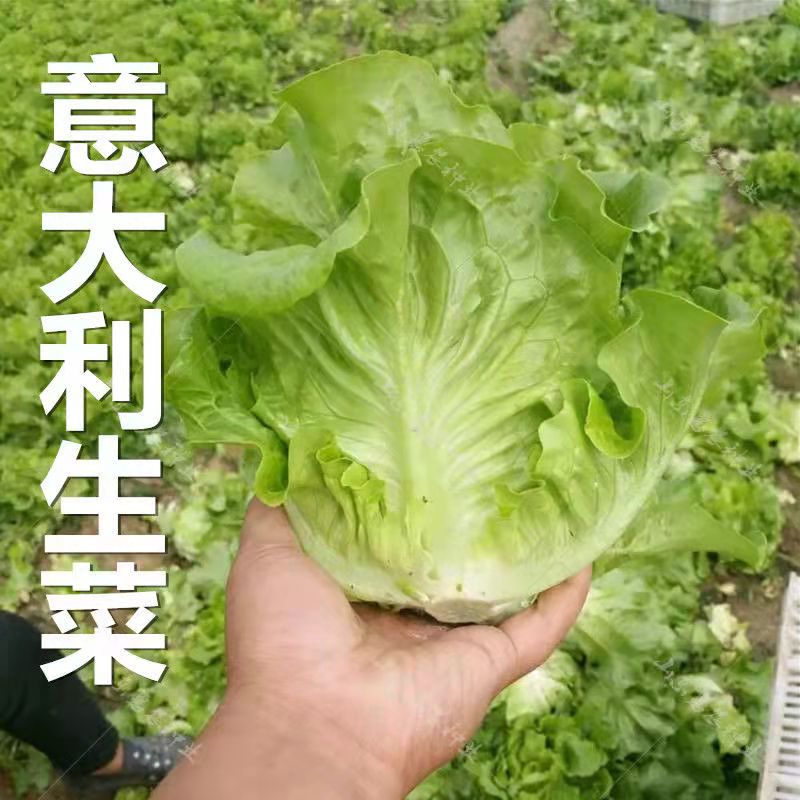 (拍2发3)生菜意大利全年耐抽苔生菜种子阳台盆栽四季蔬菜
